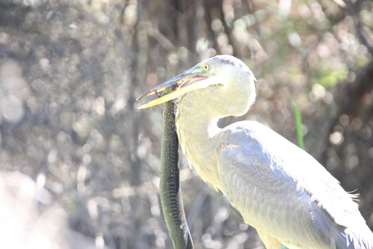 Great Blue Heron (Great Blue) - ML647350868
