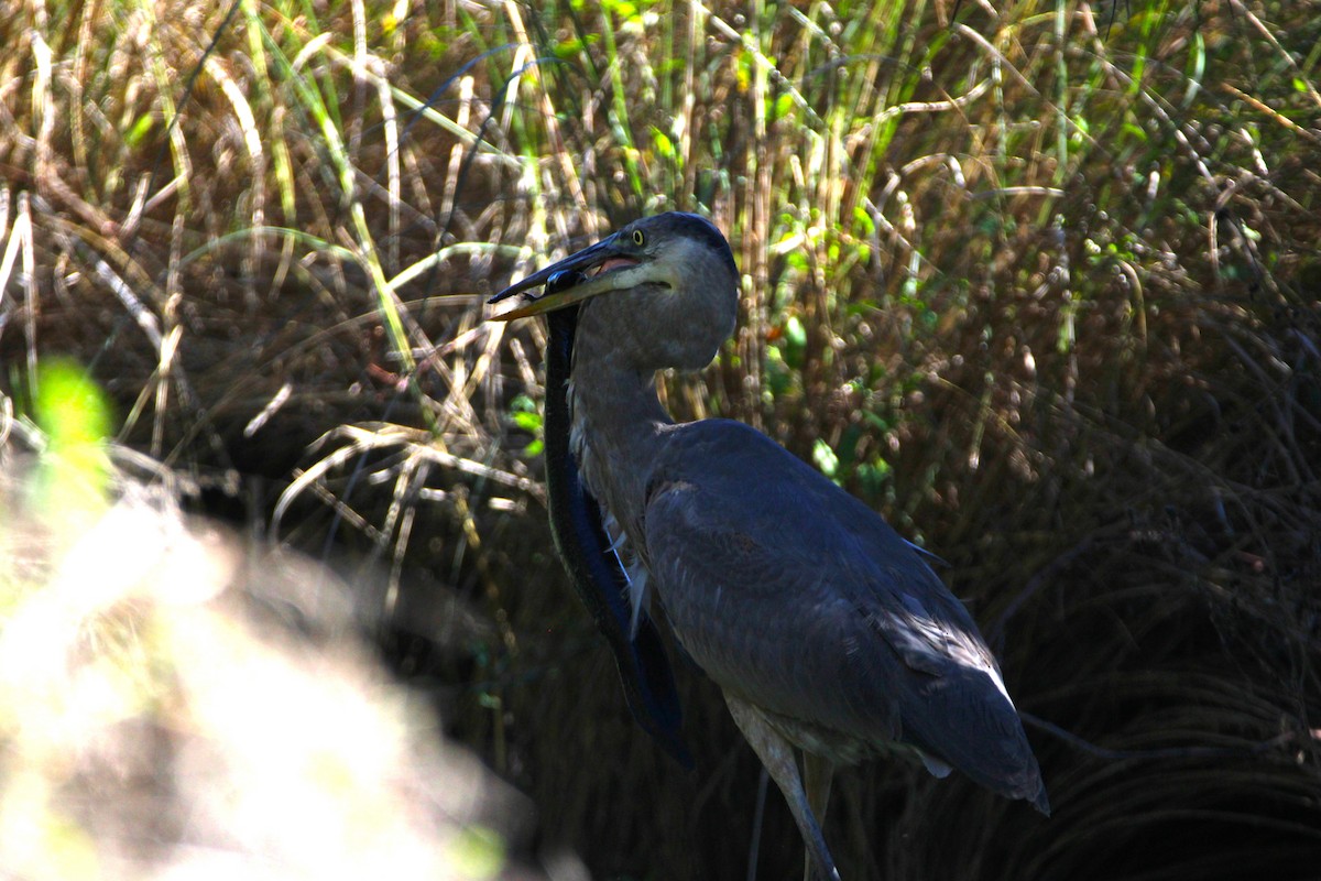 Great Blue Heron (Great Blue) - ML647350869