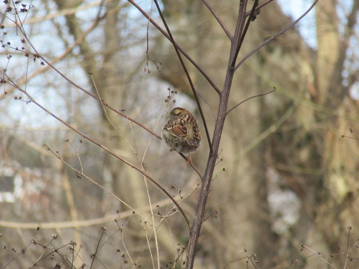 Weißkehlammer - ML647350880