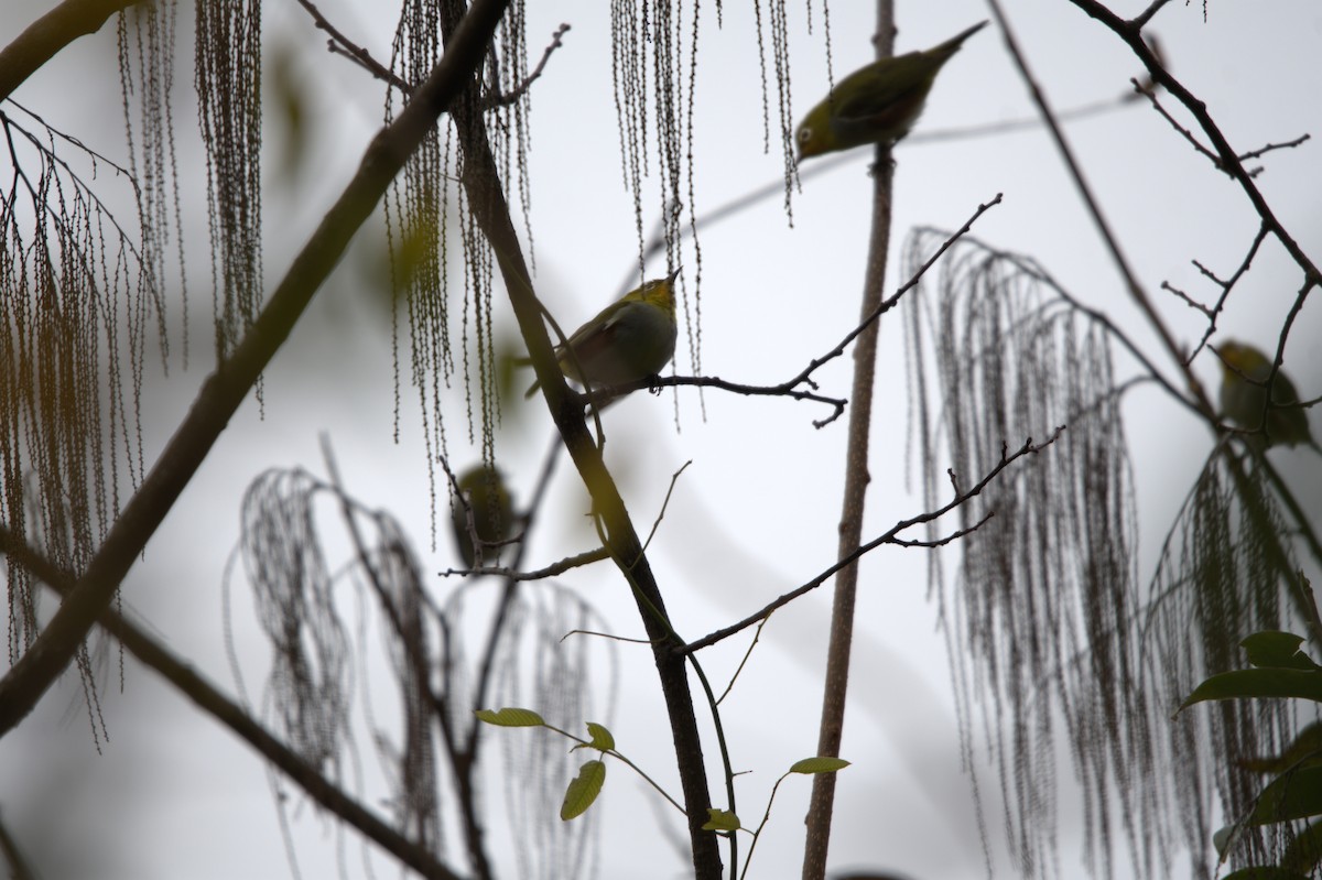 Chestnut-flanked White-eye - ML647350890
