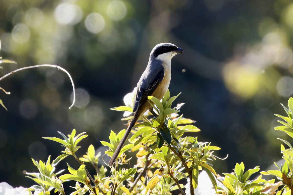 Gray-backed Shrike - ML647350904
