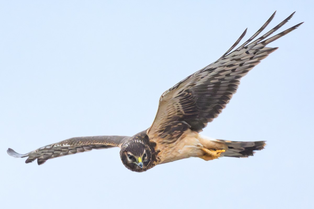 Aguilucho de Hudson - ML647350905