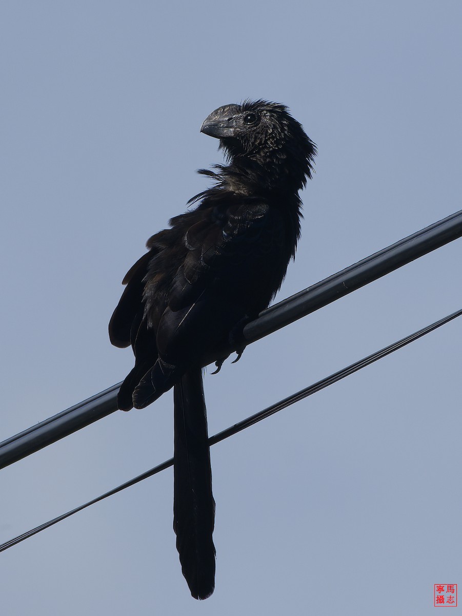 Smooth-billed Ani - ML647350906