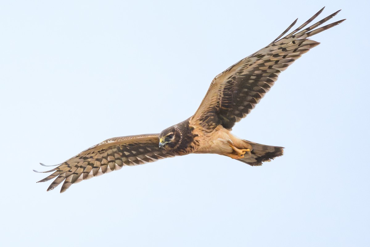 Aguilucho de Hudson - ML647350907