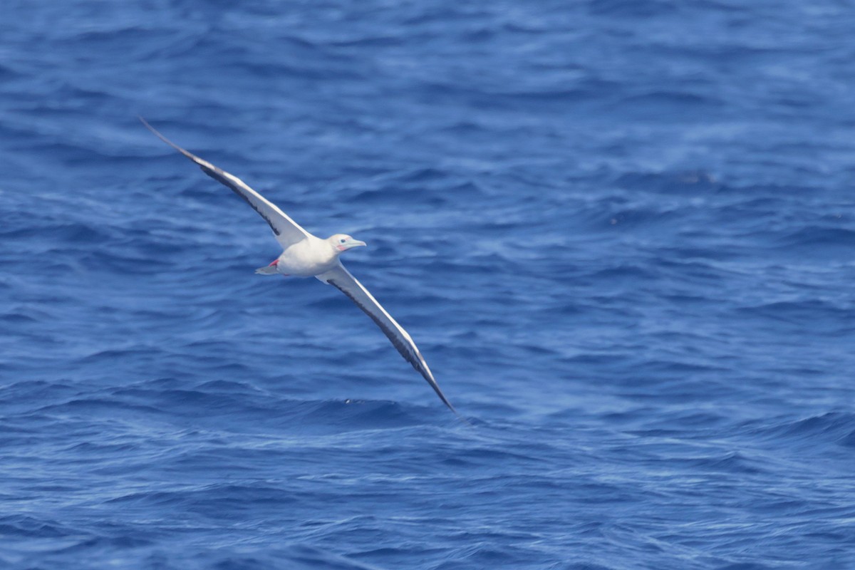 Сула червононога (підвид rubripes) - ML647350915