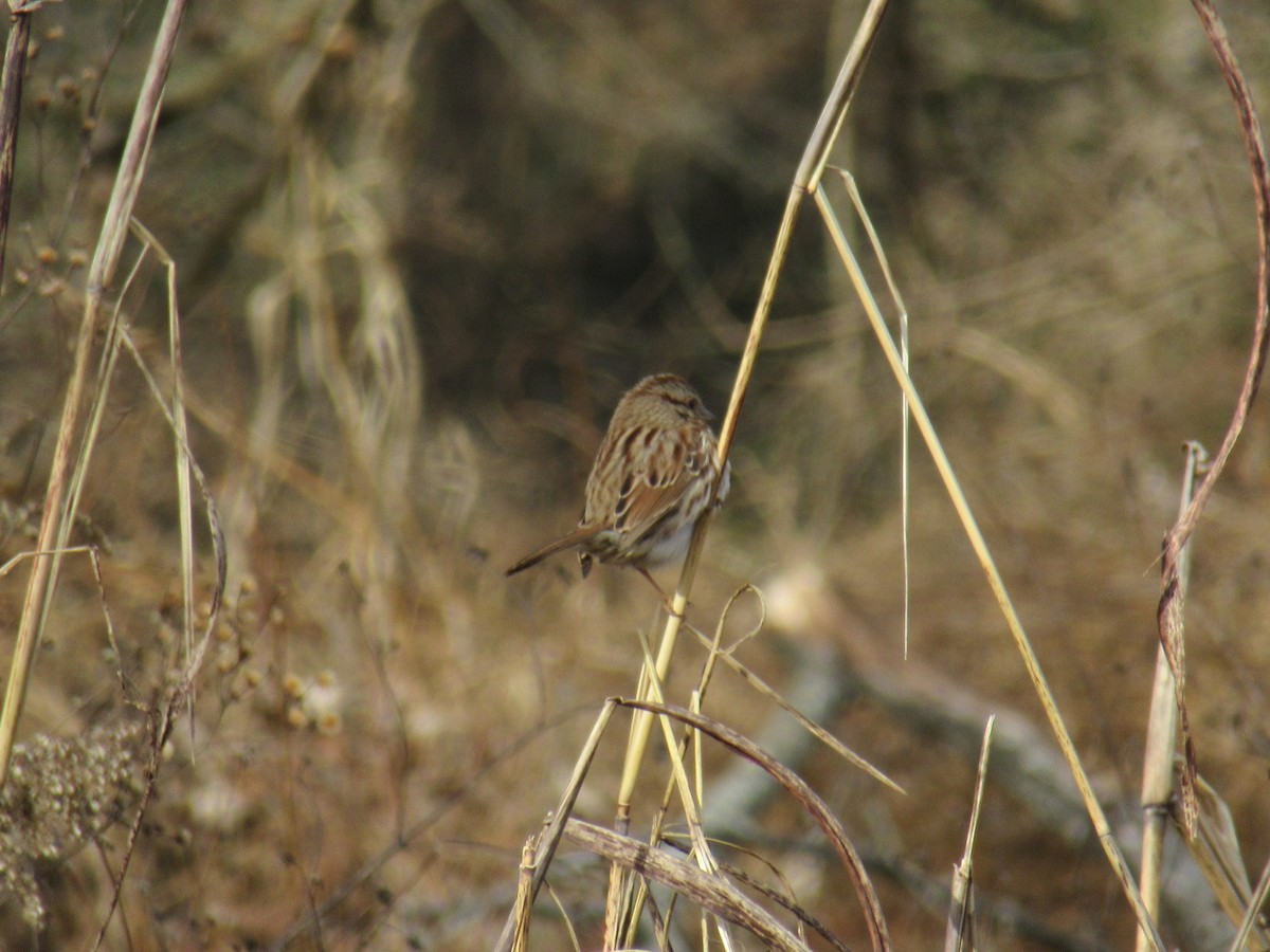 Singammer - ML647350916