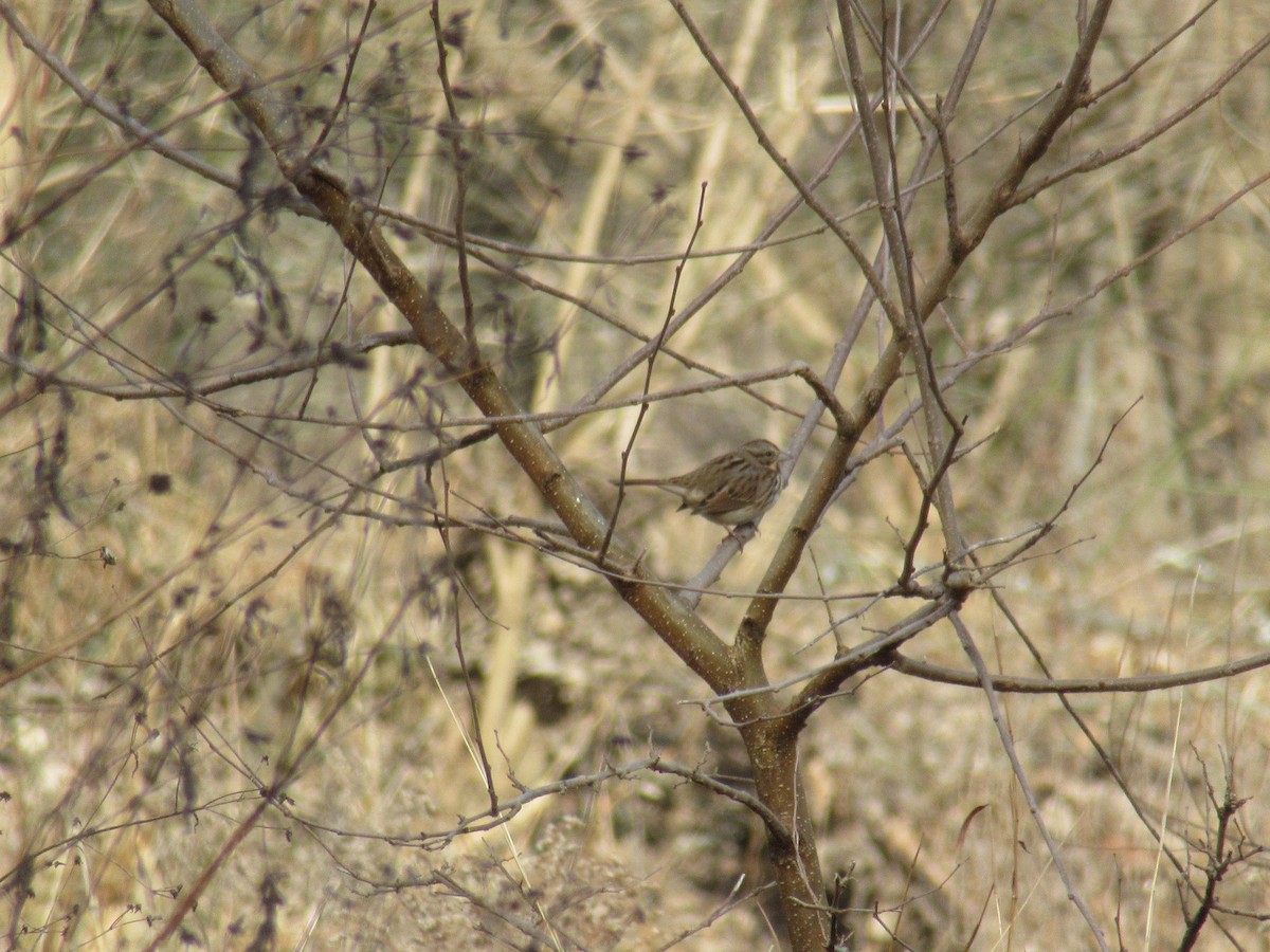 Singammer - ML647350917