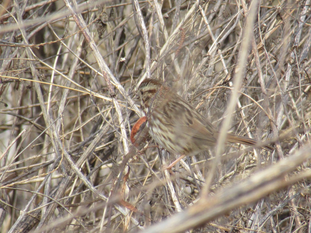 Singammer - ML647350918