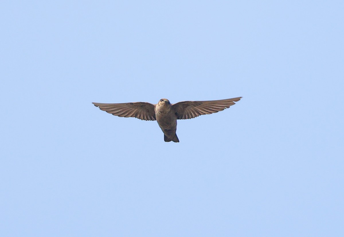 Dusky Crag-Martin - ML647350920