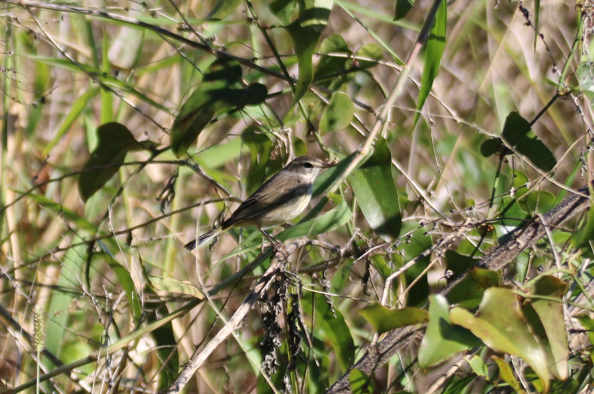 Palm Warbler - ML647350922