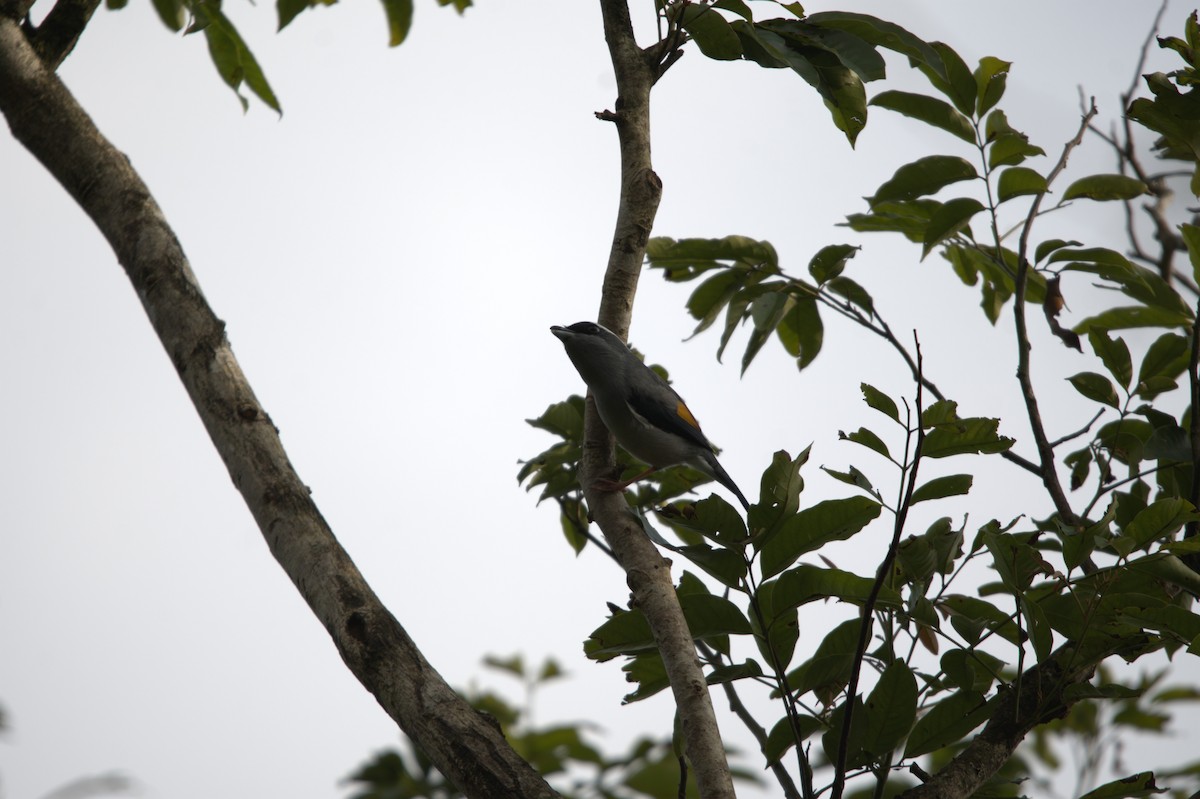 White-browed Shrike-Babbler (Gray-breasted) - ML647350934