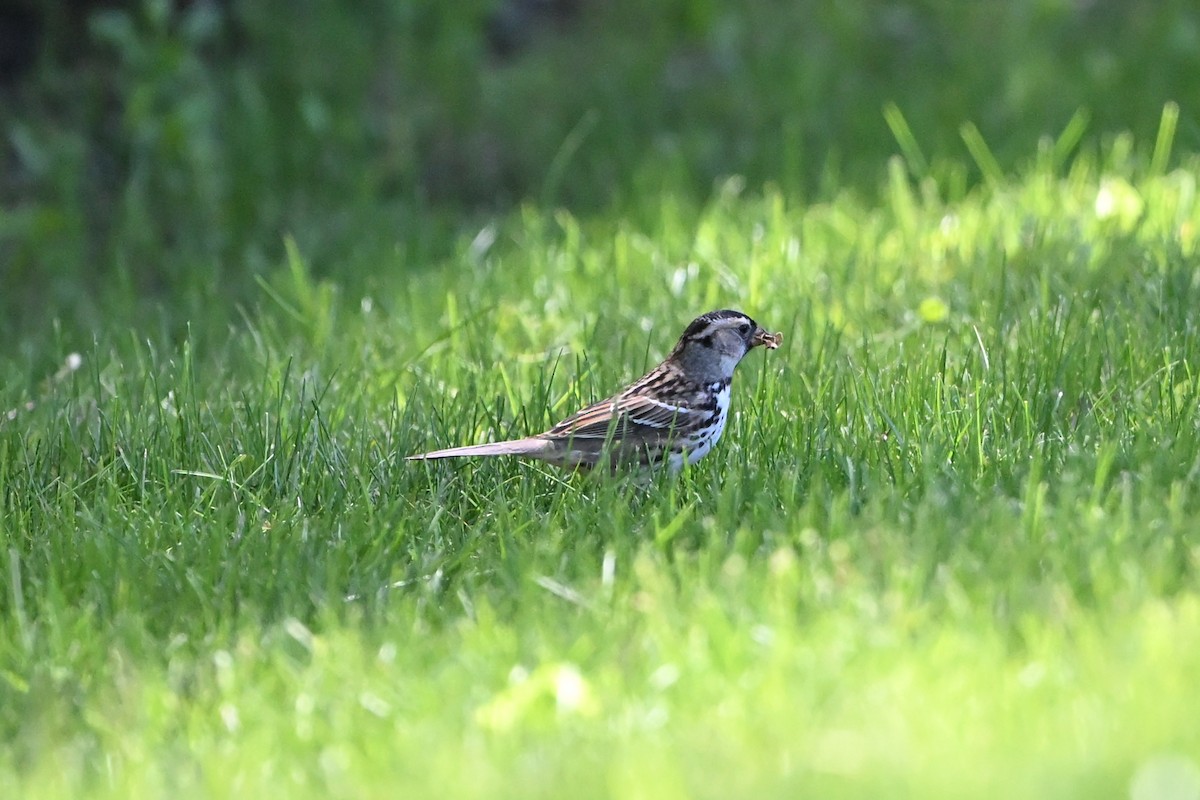 Harris's Sparrow - ML647350935