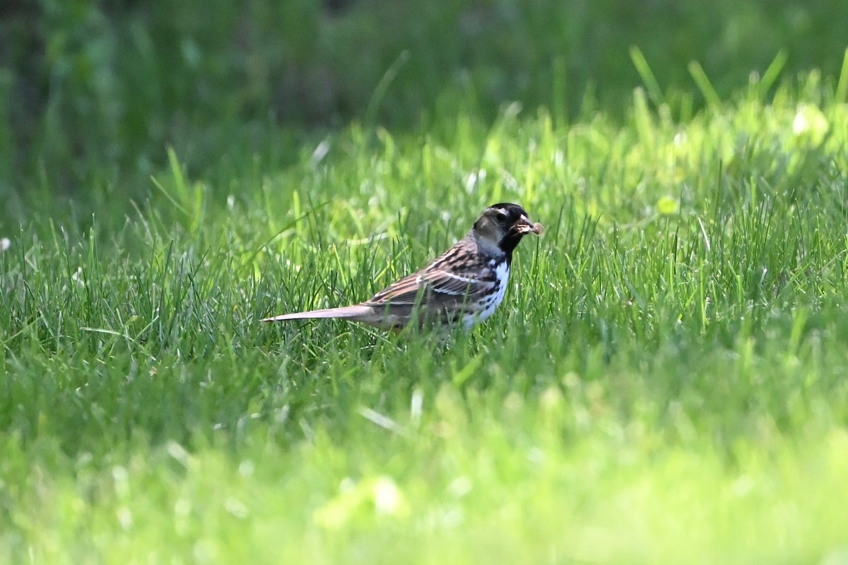 Harris's Sparrow - ML647350936