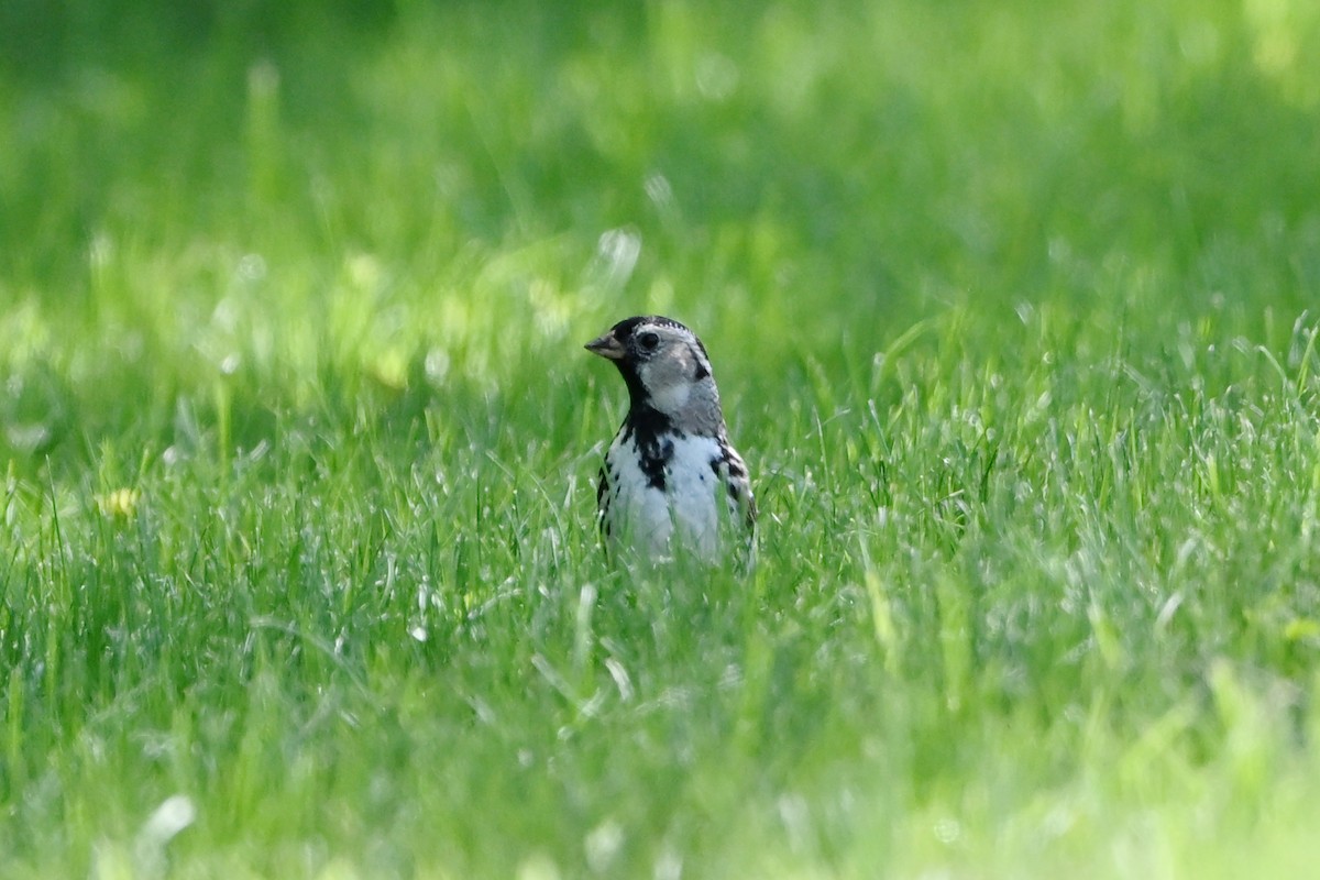 Harris's Sparrow - ML647350937