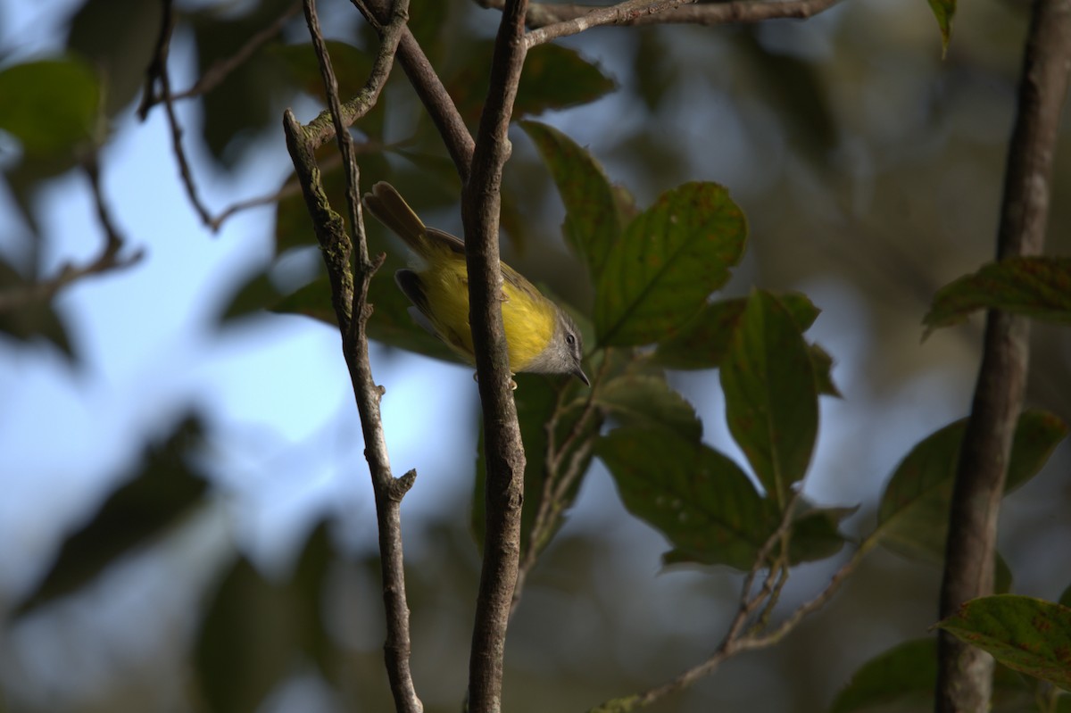 Yellow-bellied Warbler - ML647350954