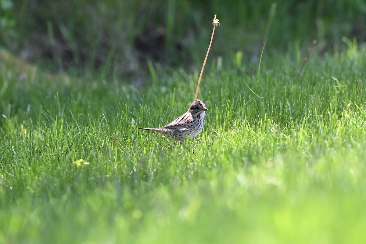 Lincoln's Sparrow - ML647350955