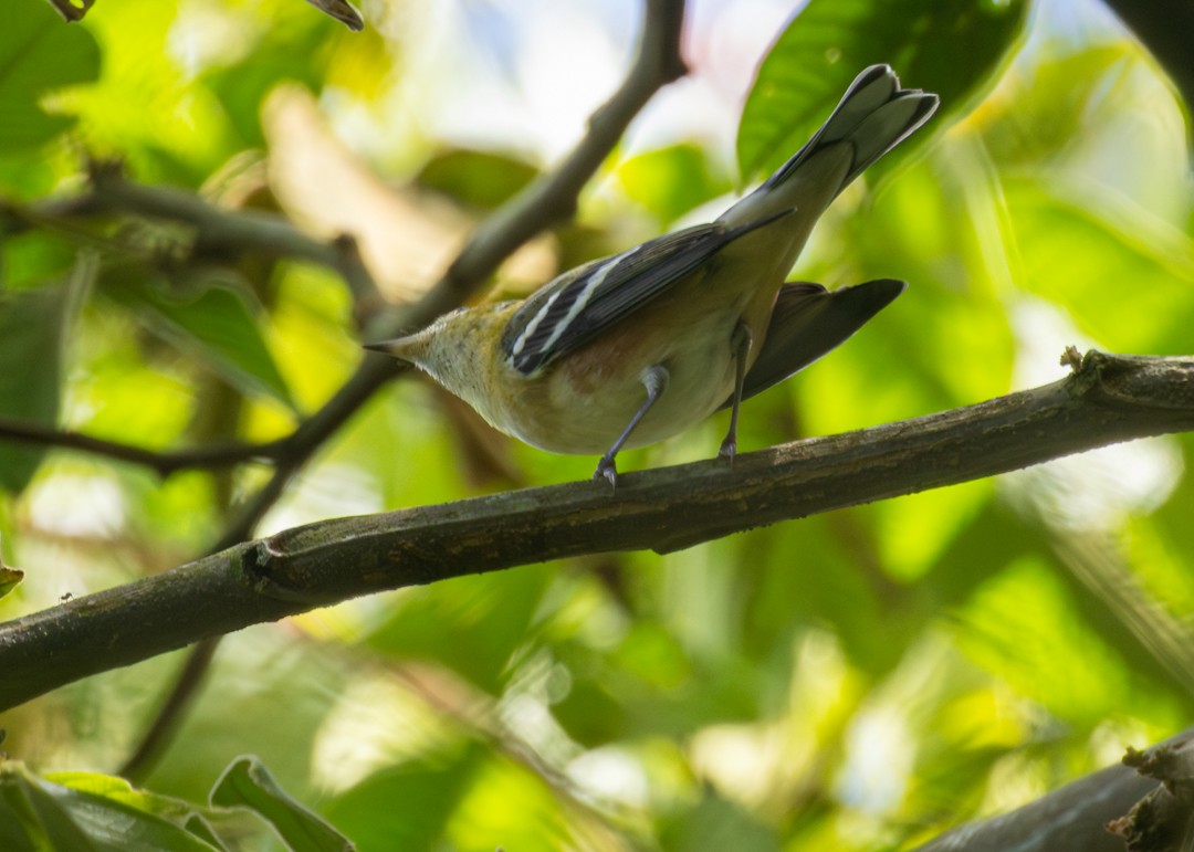 Reinita Castaña - ML647350957