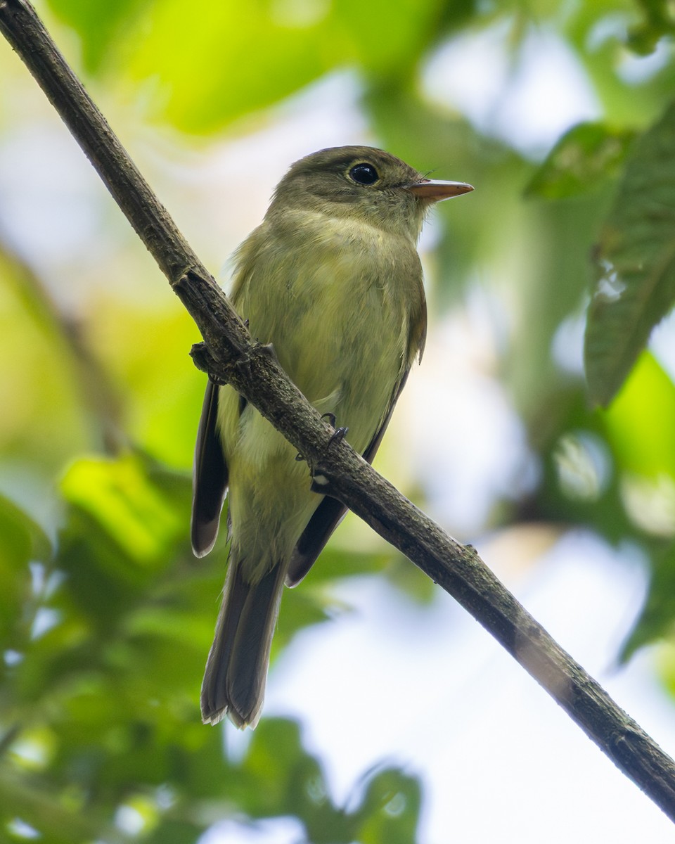 Acadian Flycatcher - ML647350965