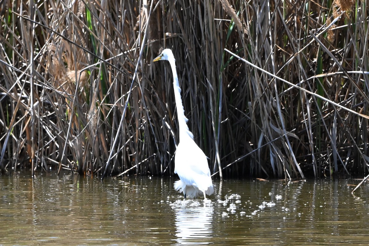 Great Egret - ML647350984