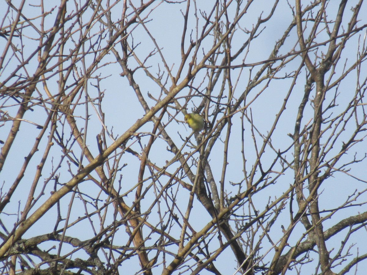 Goldzeisig - ML647350986