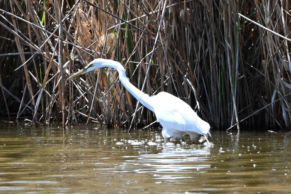 Great Egret - ML647350987