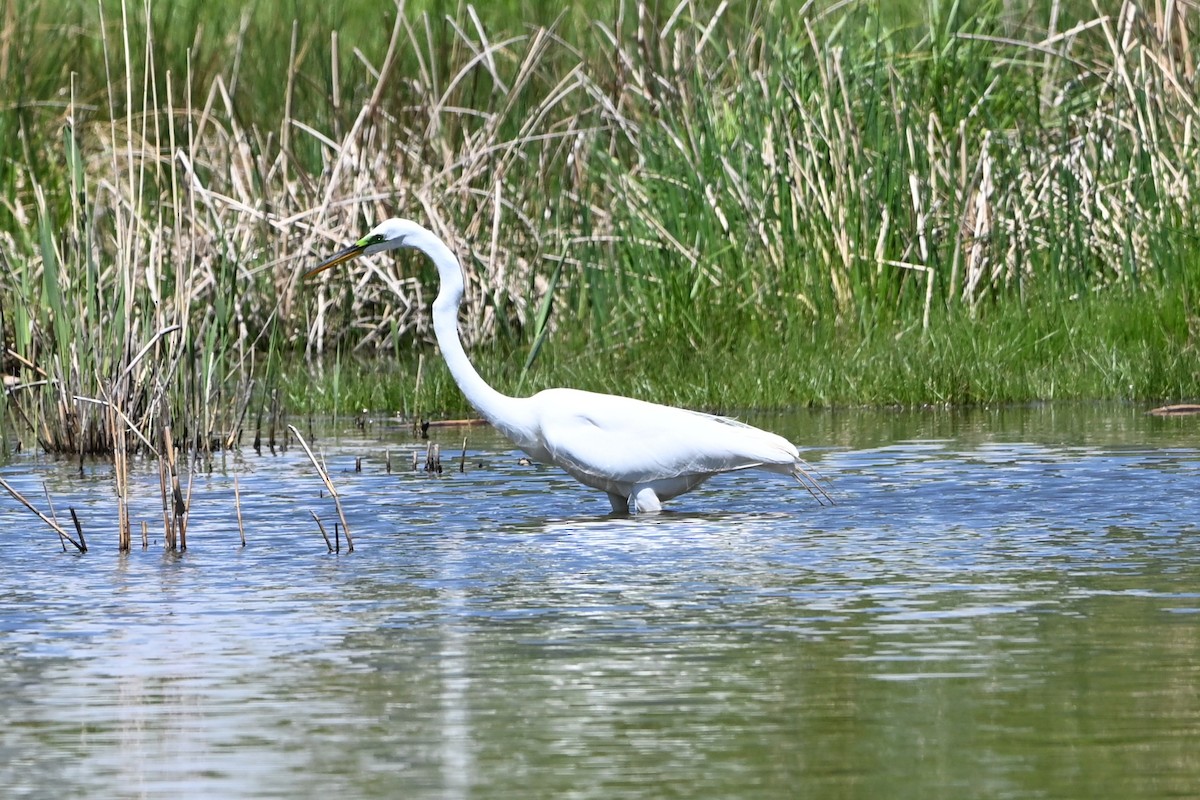 Great Egret - ML647350989