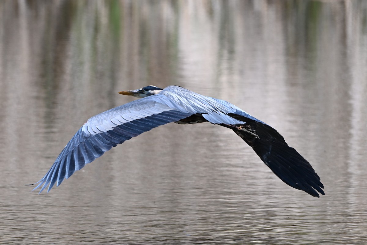 Great Blue Heron - ML647350996