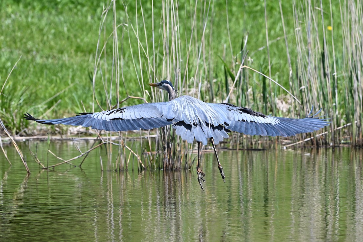 Great Blue Heron - ML647351001