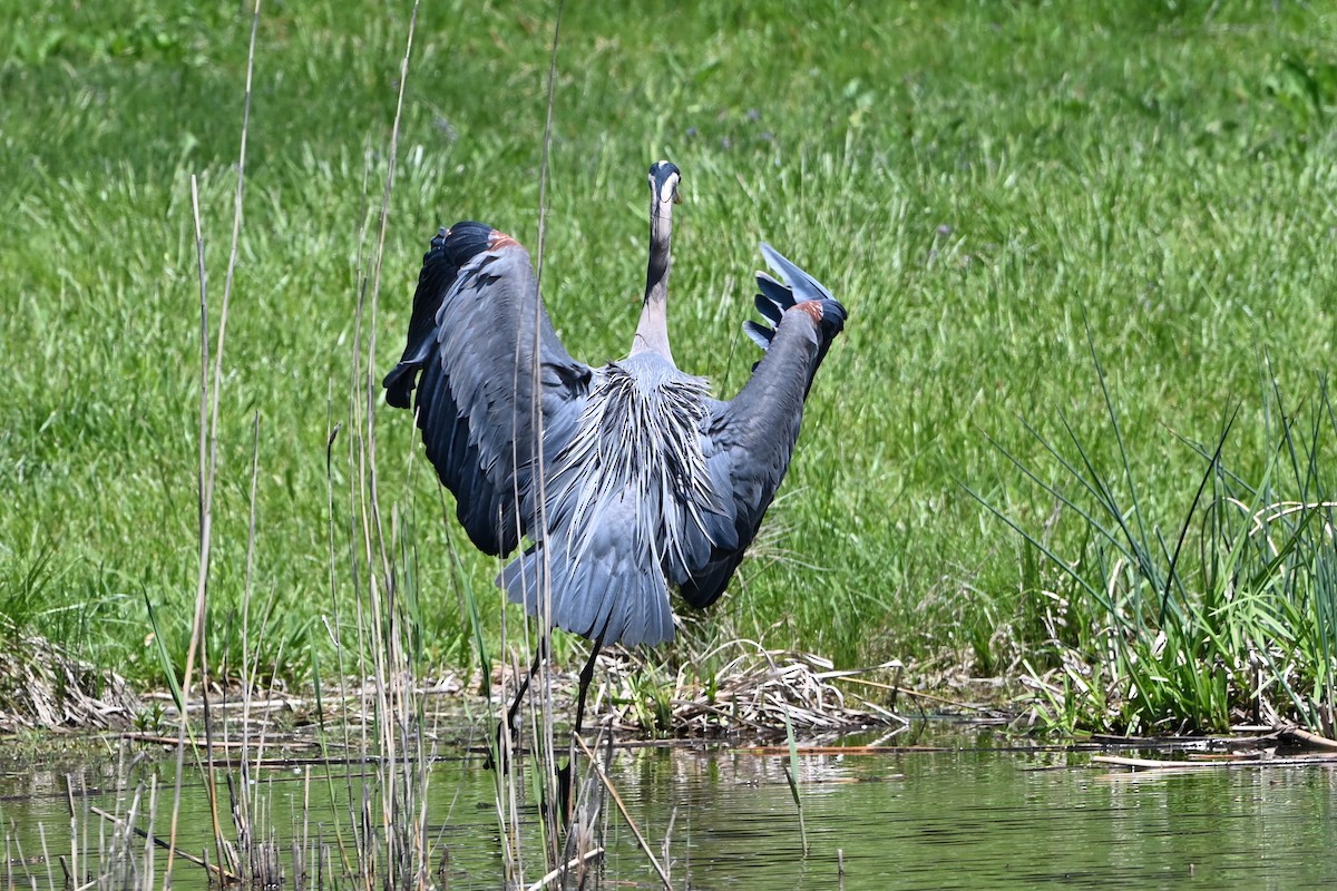 Great Blue Heron - ML647351002