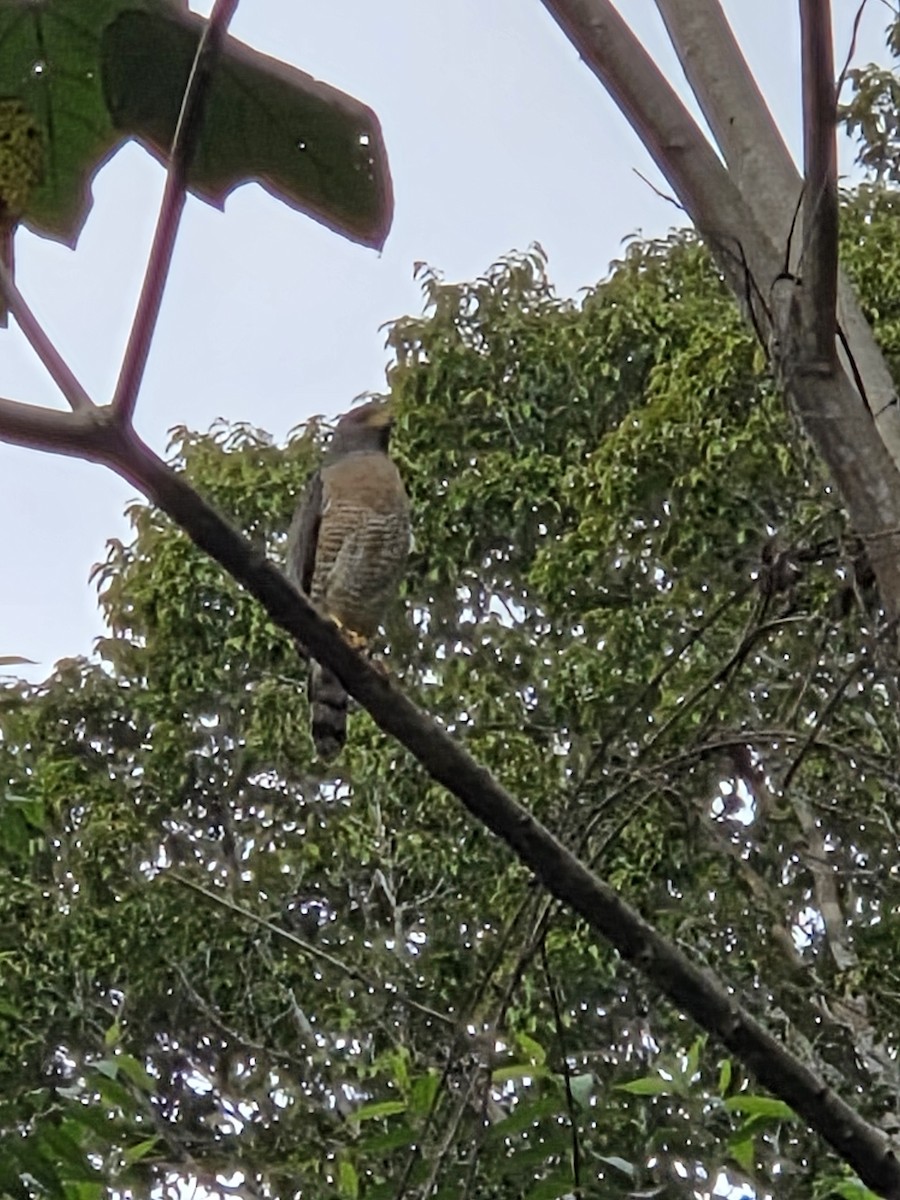 Roadside Hawk - ML647351003