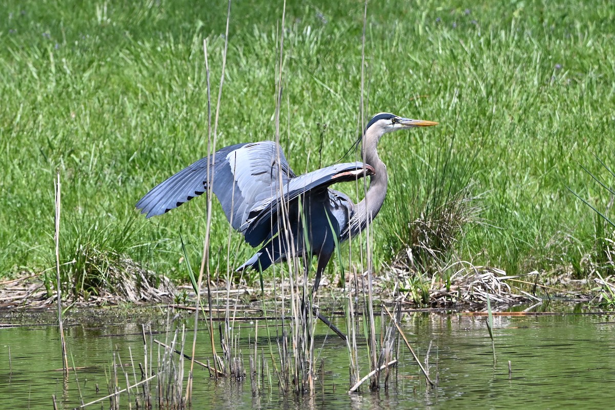 Great Blue Heron - ML647351005