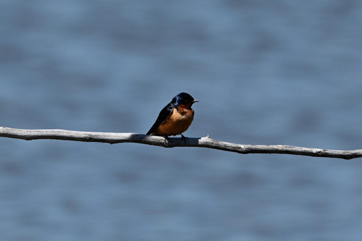 Barn Swallow - ML647351016