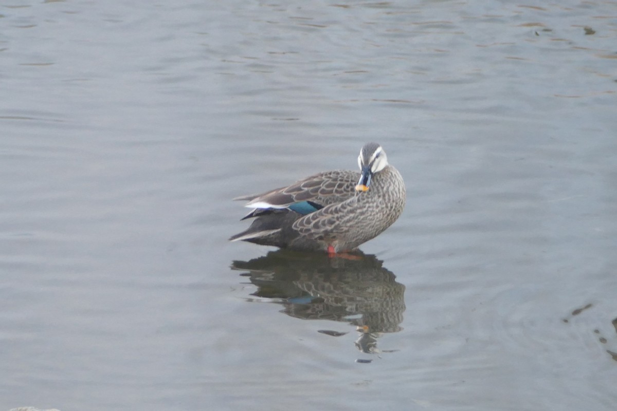 Чёрная кряква - ML647351028