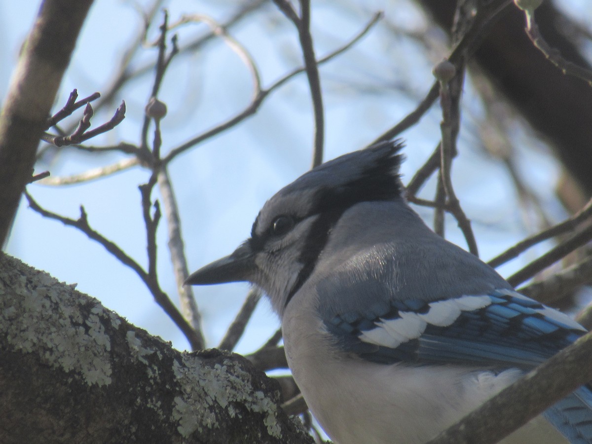 Blauhäher - ML647351042