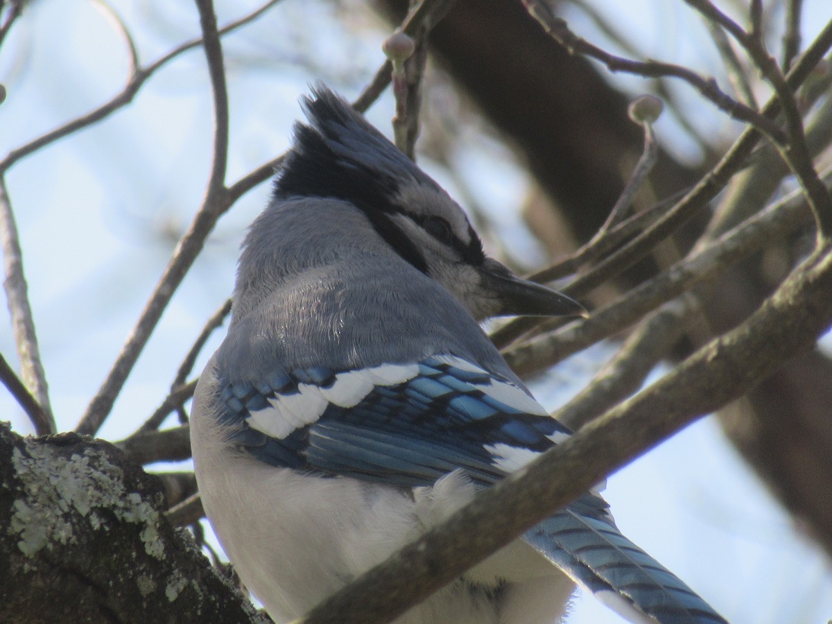 Blauhäher - ML647351043