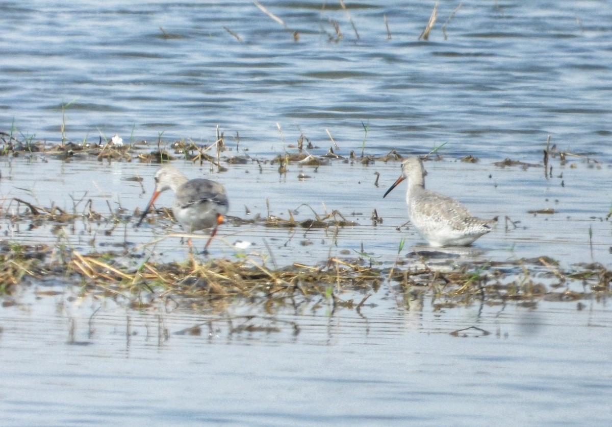 Spotted Redshank - ML647351045