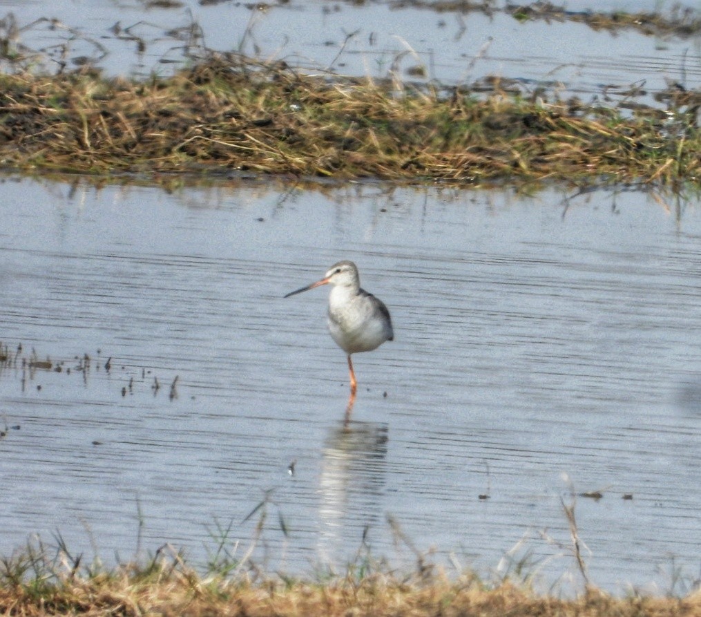 Spotted Redshank - ML647351047