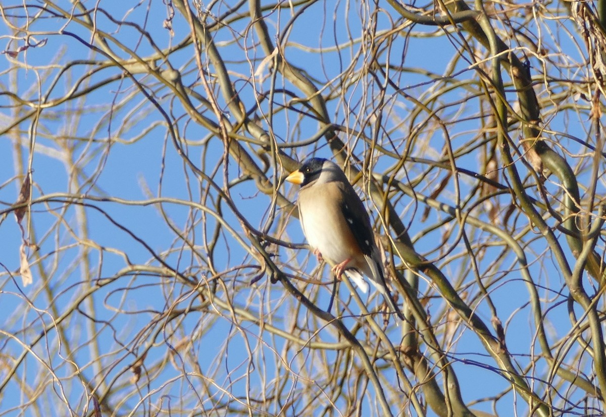 Малый черноголовый дубонос - ML647351050