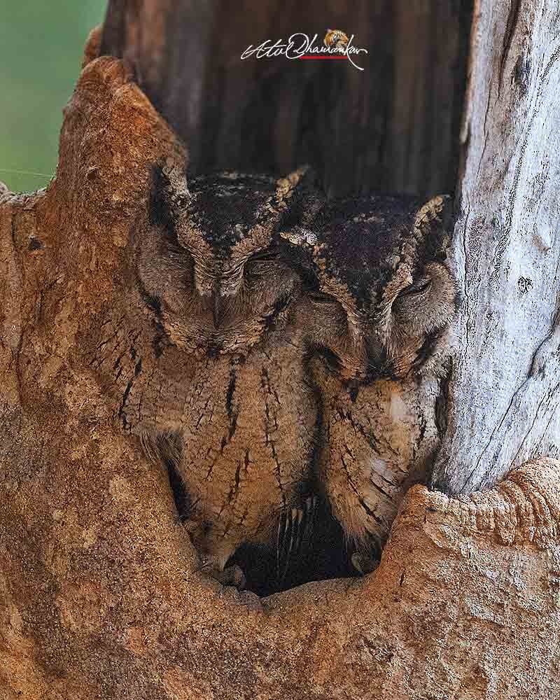 Indian Scops-Owl - ML647351054