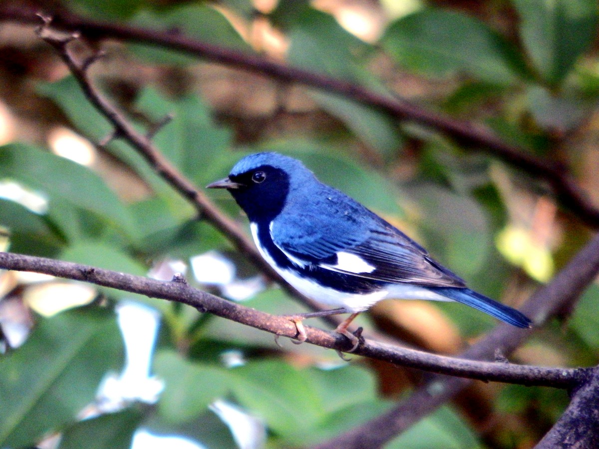 Black-throated Blue Warbler - ML647351055