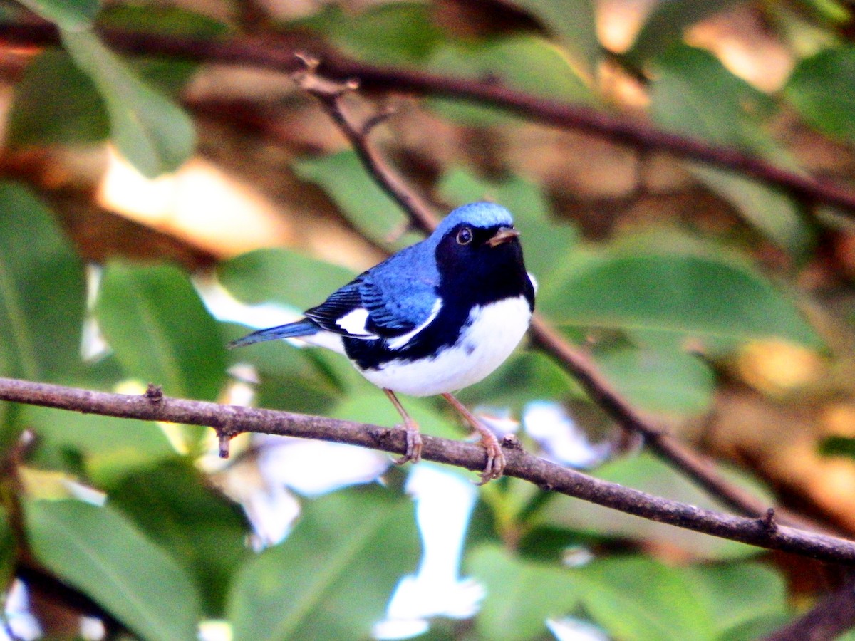 Black-throated Blue Warbler - ML647351056