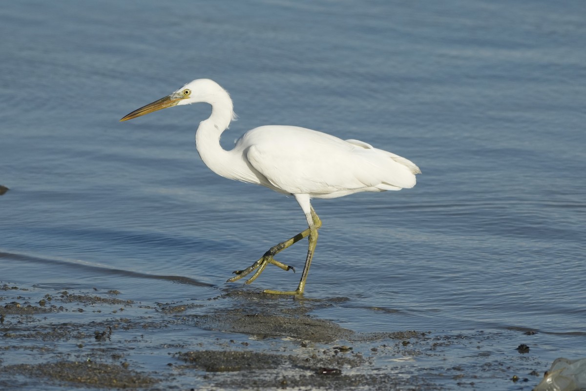 Chinese Egret - ML647351060
