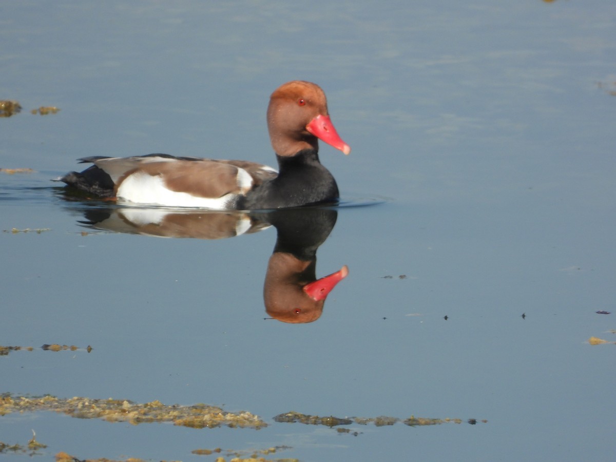 Red-crested Pochard - ML647351072