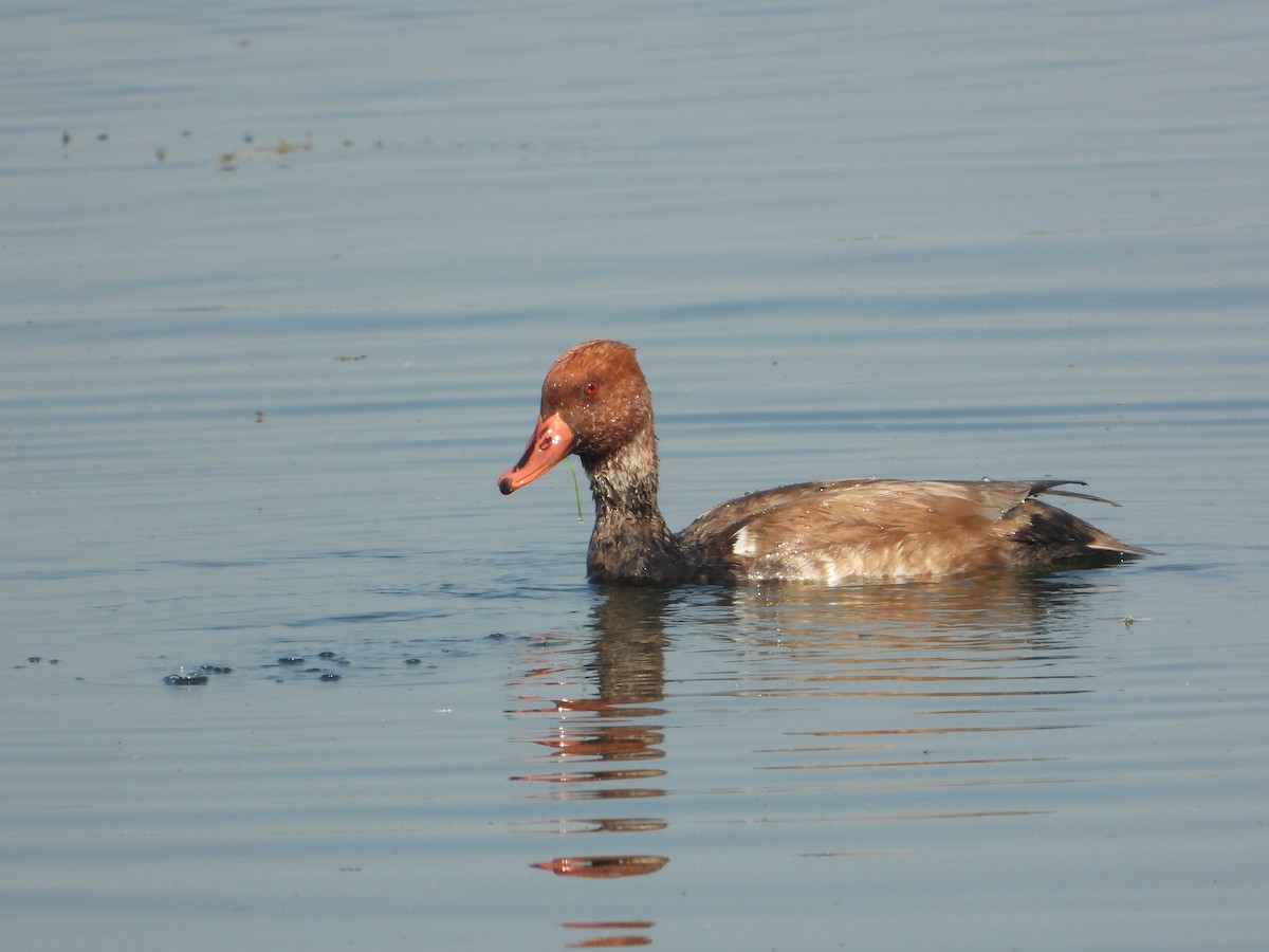 Red-crested Pochard - ML647351073
