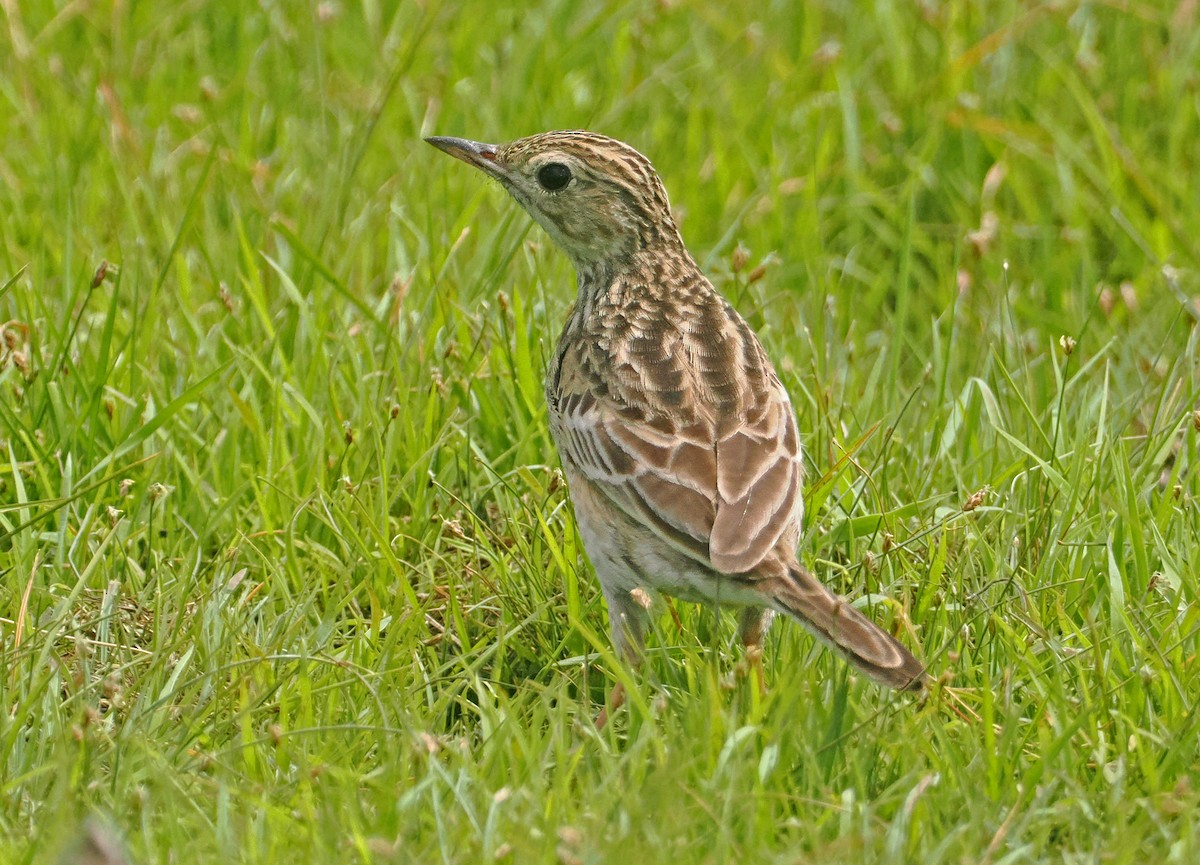 Yellowish Pipit - ML647351078