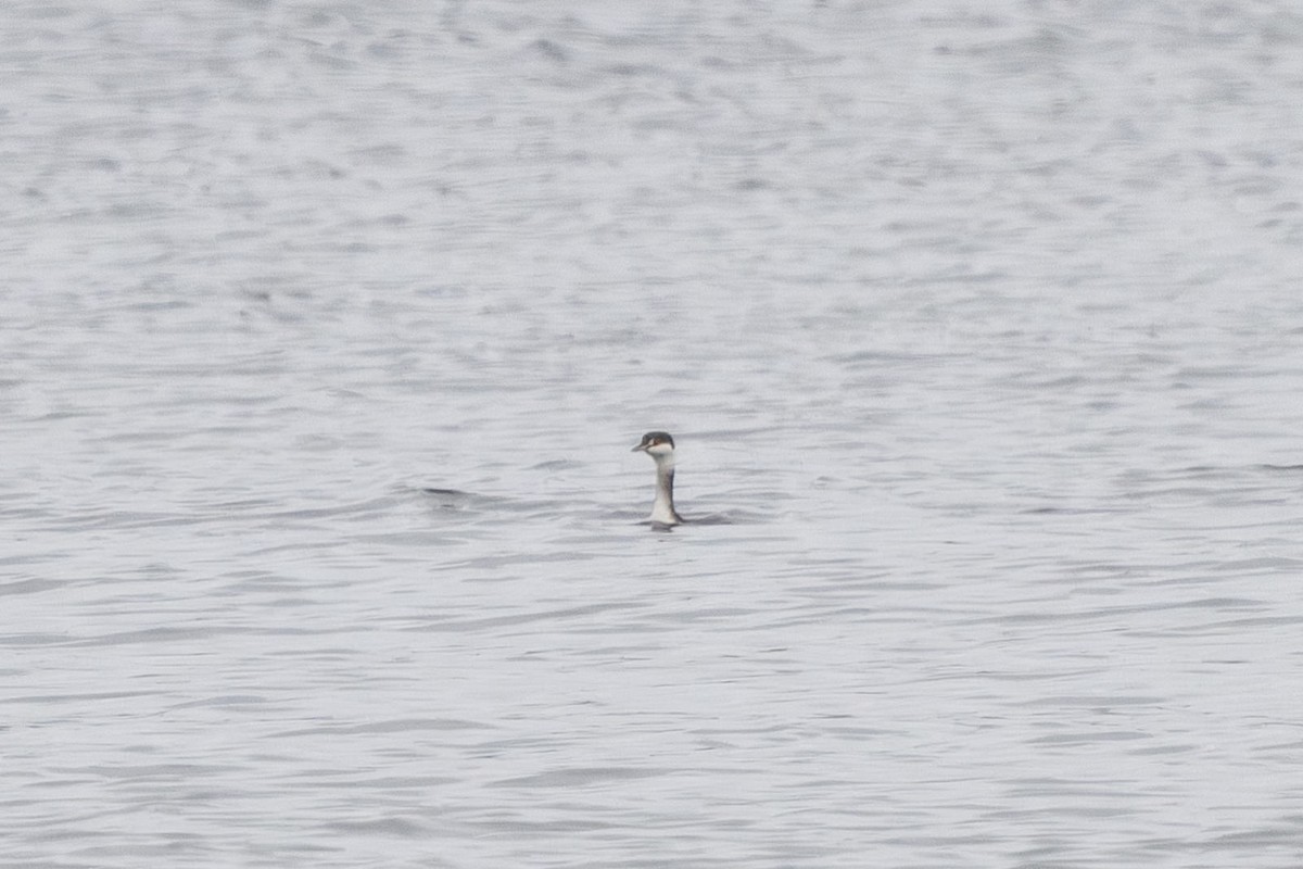Horned Grebe - ML647351086