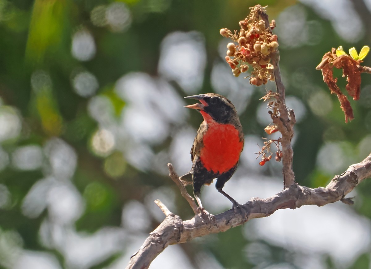 Red-breasted Meadowlark - ML647351087