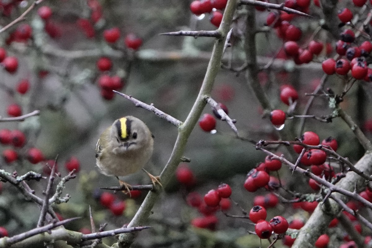 Goldcrest - ML647351093