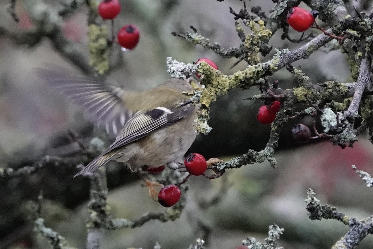 Goldcrest - ML647351094
