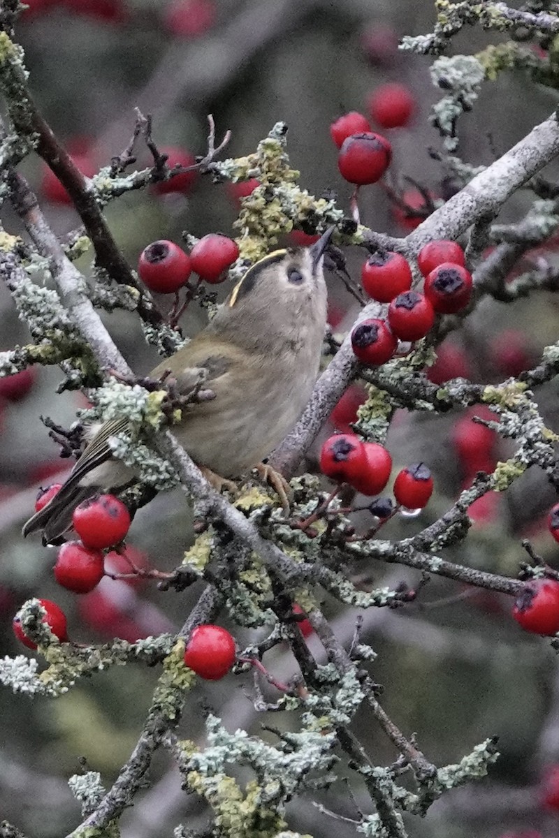 Goldcrest - ML647351095